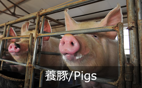 液体飼料・家畜用ビタミン剤 養豚