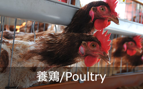 液体飼料・家畜用ビタミン剤　養鶏、ブロイラー Aquacalture